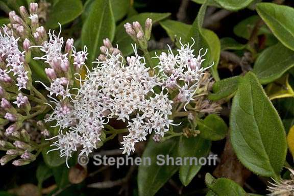 ageratina ligustrina 1 graphic